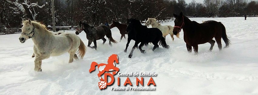 calarie de agrement, cursuri pentru incepatori, pensiune cai brasov